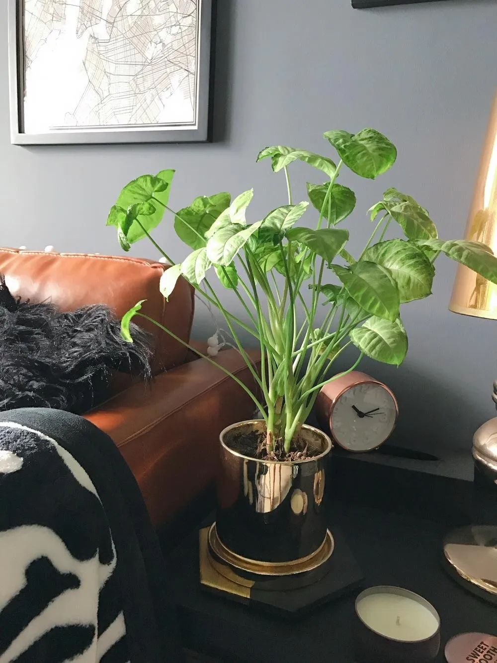 合果芋和绿萝有什么区别图片对比,和绿萝一样好养的合果芋盆栽