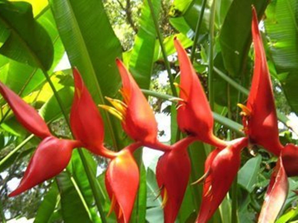 富贵鸟和蝎尾蕉,富贵鸟蝎尾蕉