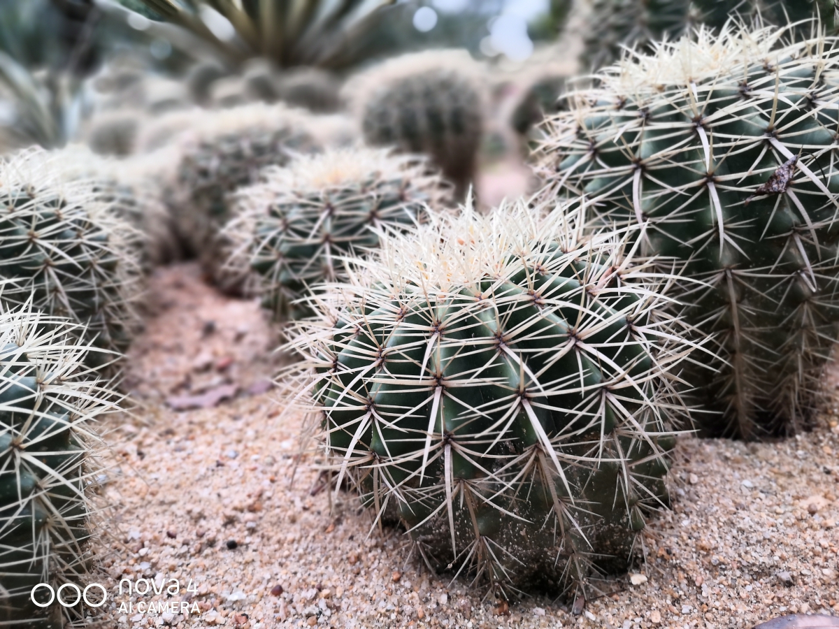 华为nova4最好用的10.0版本,华为nova4有望升级4.0吗