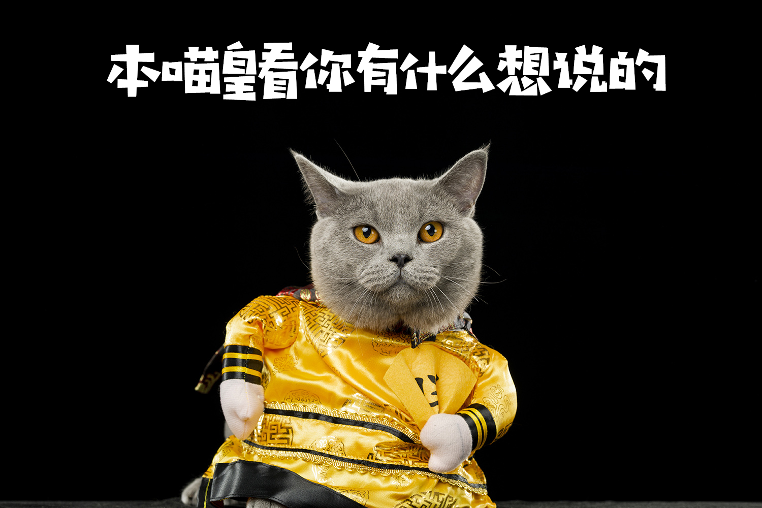 英短蓝猫买多少钱的合适,英短猫蓝猫什么价格