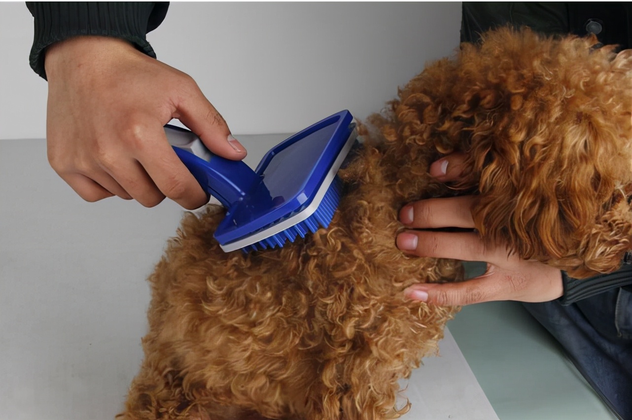 泰迪身上有螨虫的表现,泰迪出现哪些症状