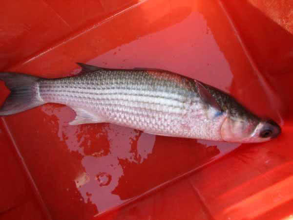 鲻鱼传统钓,鲻鱼大全