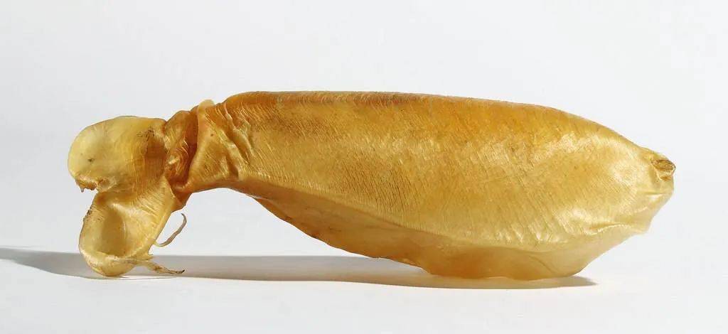 家庭食用哪种黄花胶比较好,官栈轻食花胶和即食花胶区别