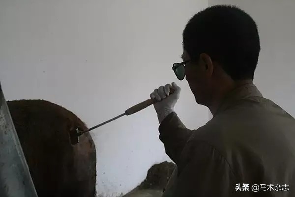 马身上的烙印图,马身上的记号怎么弄