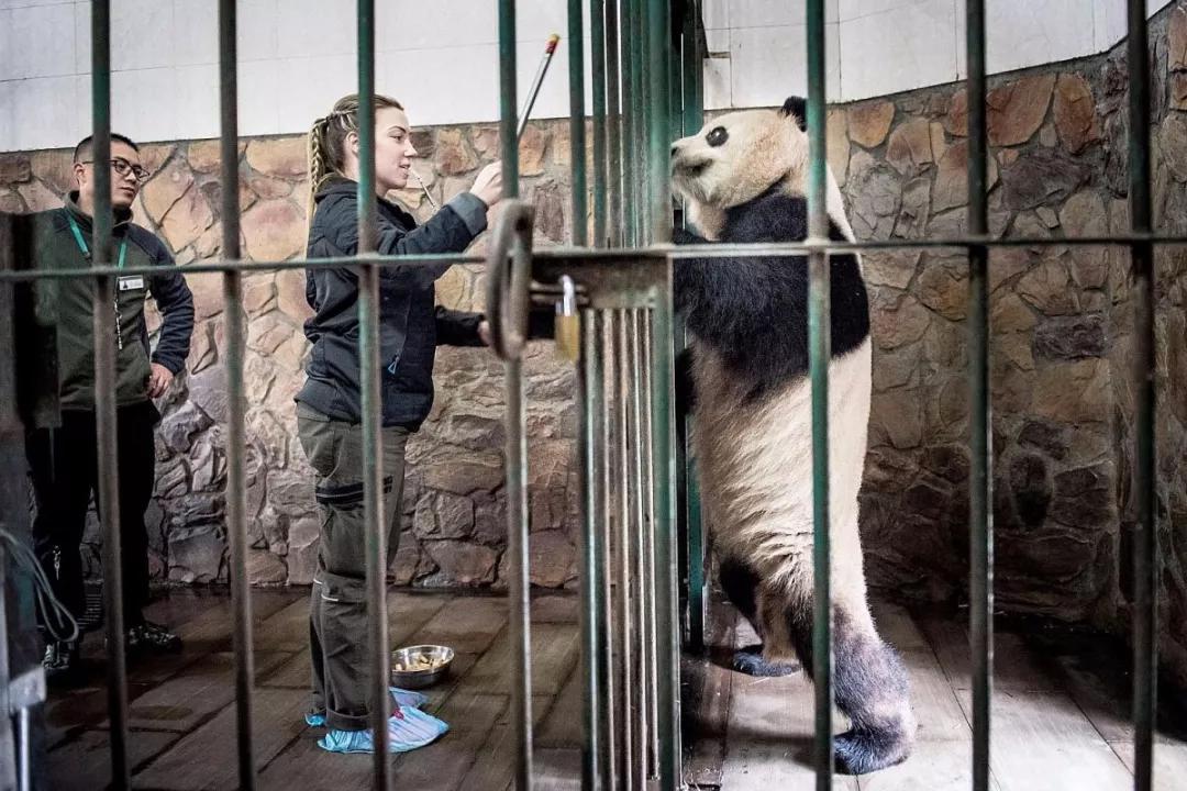 终于拍到熊猫,终于拍到了可爱的大熊猫