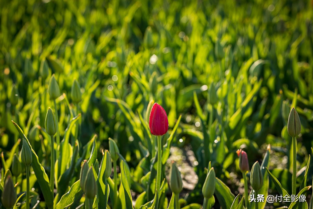 北京国际鲜花港有限公司,北京国际鲜花港一日游
