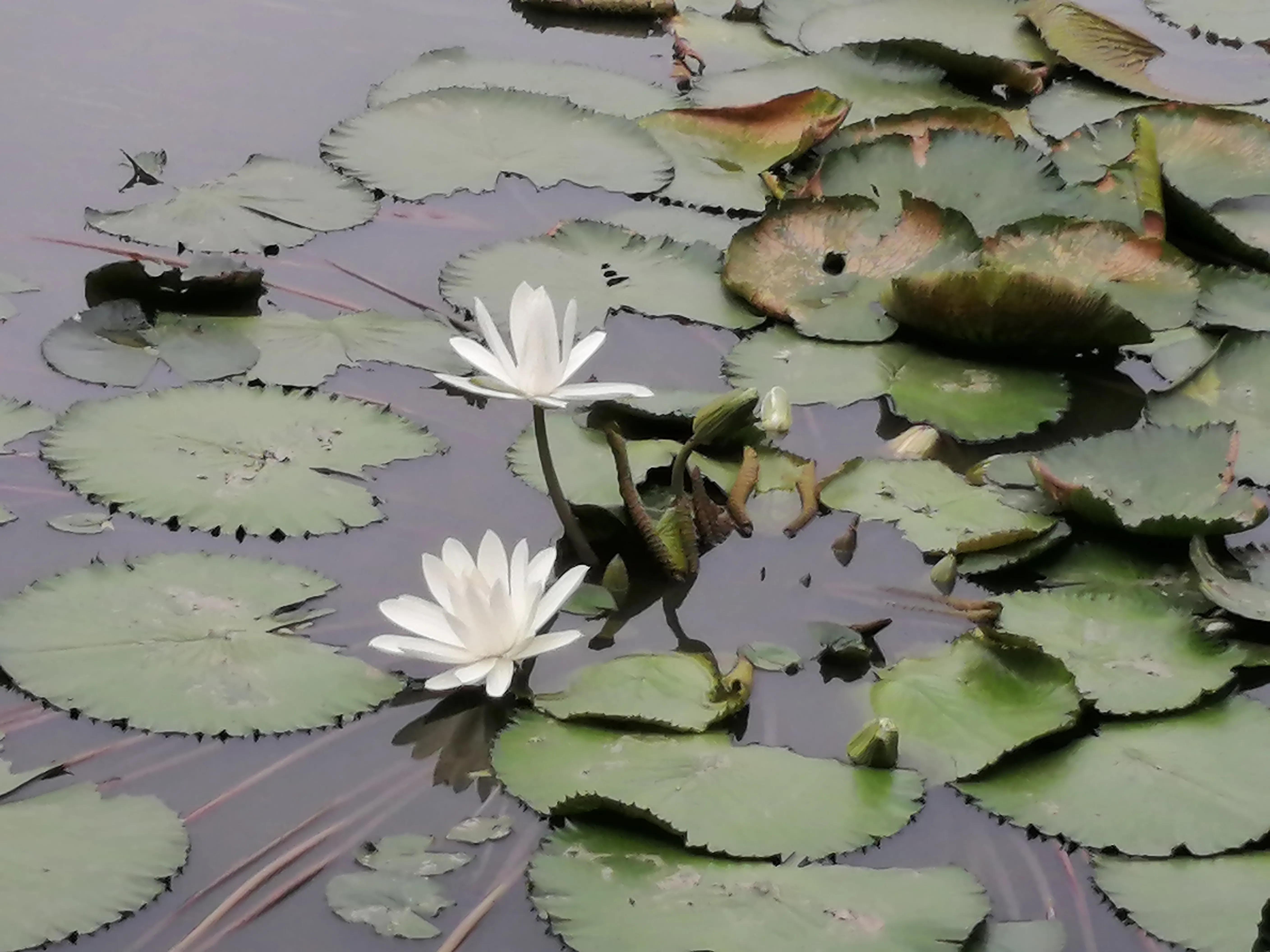 瀛ょ嫭鍘熷垱璇楁瓕,瀵傚癁鍘熷垱璇楁瓕澶у叏