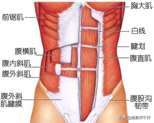 怎样练出鲨鱼肌人鱼线马甲线,人鱼线马甲线快速成型的方法