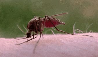 蚊子咬你都有哪些原因,蚊子咬你的真正原因是什么