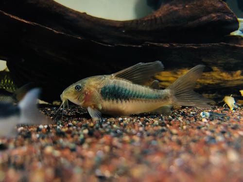 鼠鱼挑选,小缸里的鼠鱼怎么选