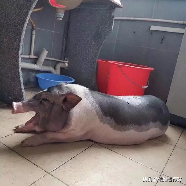 大学生宿舍养猪,当代大学生宿舍养猪的行为