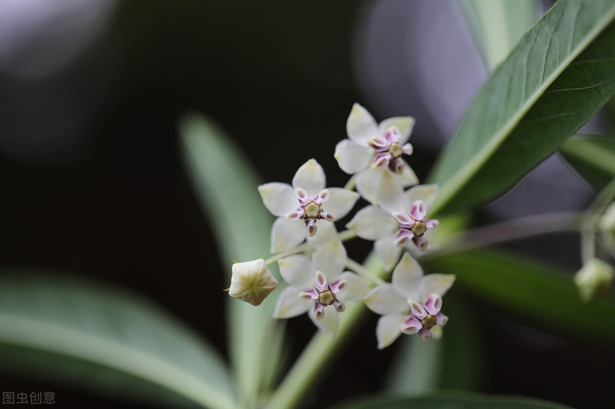盆栽观果植物有哪些,观果植物具备哪些特征