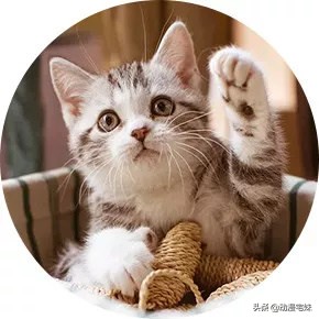 十六位女生喜欢的漫画男神,13位男神表白漫画