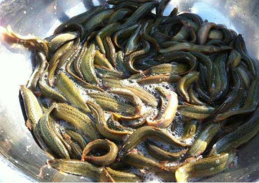 泥鳅养殖技术及前景,泥鳅养殖新技术发展前景