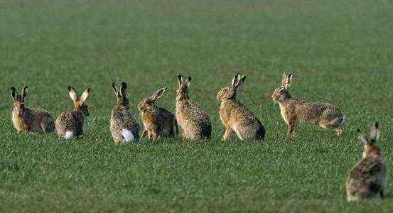 澳洲兔子能维持多少年,澳洲兔子泛滥为什么不抓来吃