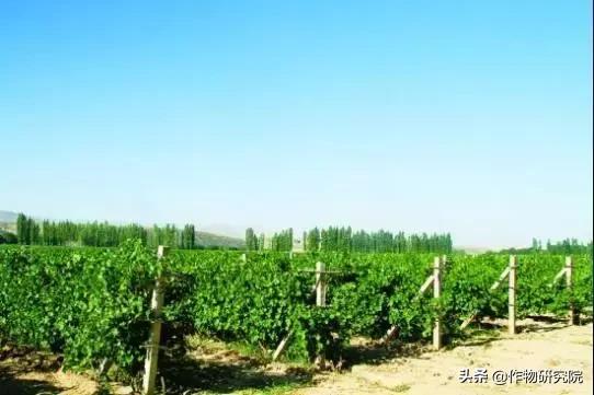 有机农场能赚钱吗,有机农场失败案例