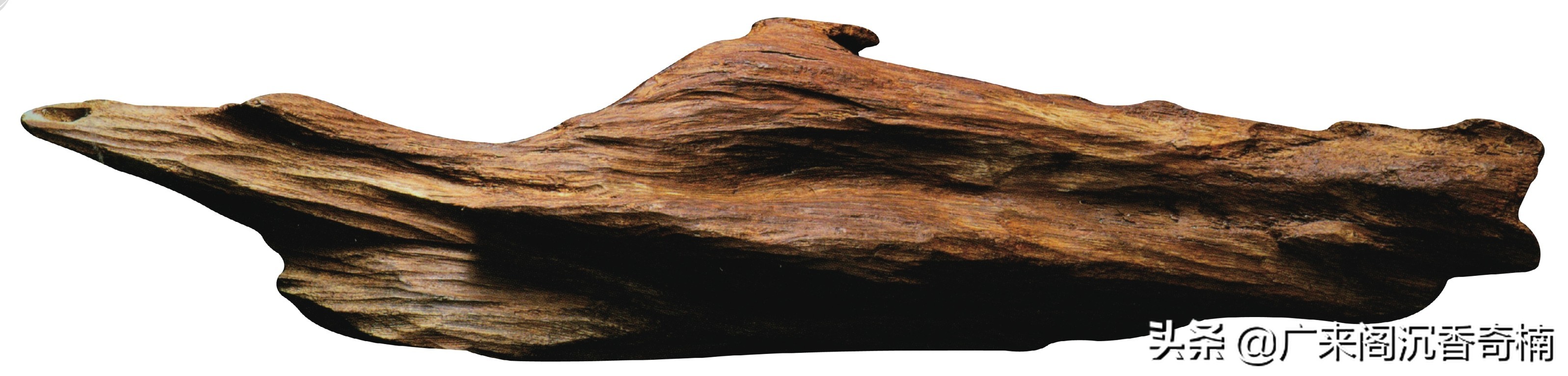 好的沉香具备哪些特点和功效,沉香百科之新手对沉香的问题总结