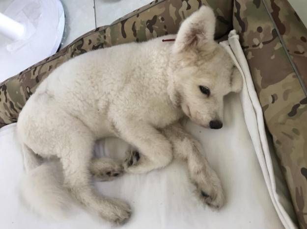 宠物绝育真的假的,想要让猫咪繁育是不是应该不绝育