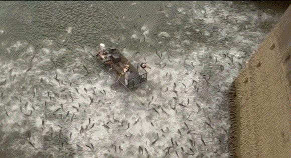 46厘米!18条金鱼引发美国人担忧,会像亚洲鲤鱼一样泛滥吗?