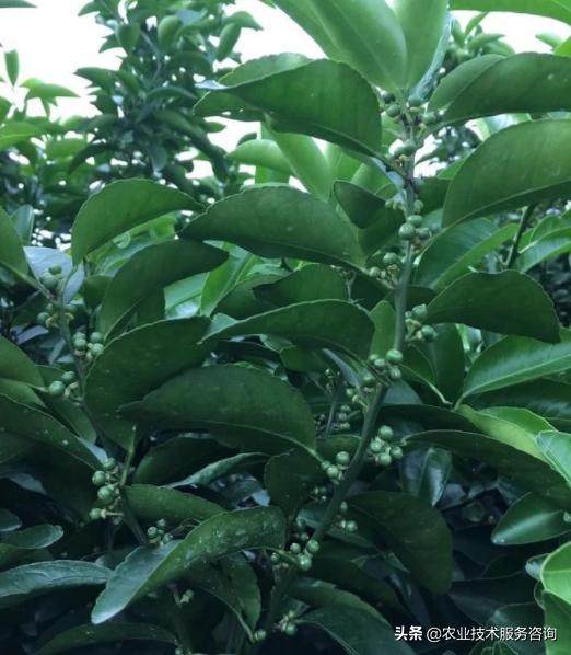 施桔子肥的方法,修剪柑橘树的口诀