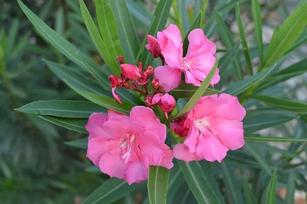 猫咪百合花粉中毒后怎么救,猫咪误食百合的症状