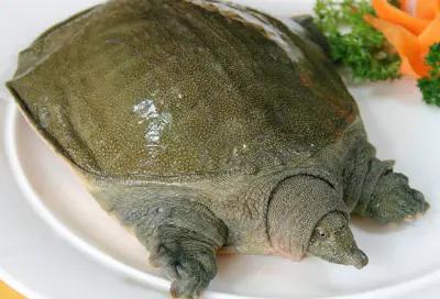 被甲鱼咬怎么办,被甲鱼咬了该怎么办