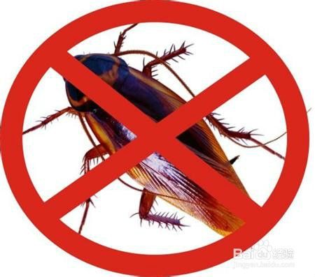 蟑螂是打不死的小强,蟑螂太多消灭蟑螂的方法