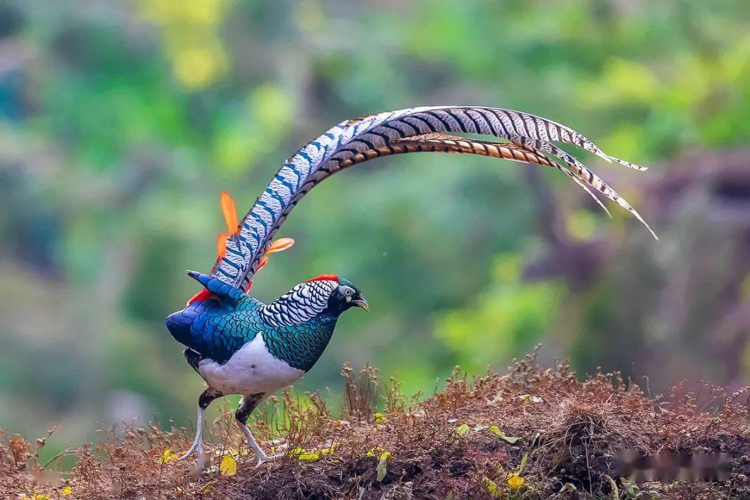 小麦种子怎么防鸟吃,小麦被麻雀祸害怎么办