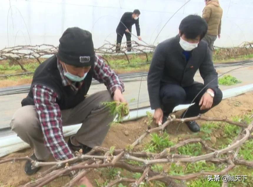 党员齐上阵抗疫保生产,沿滩党员干部奋战一线抗疫保春耕