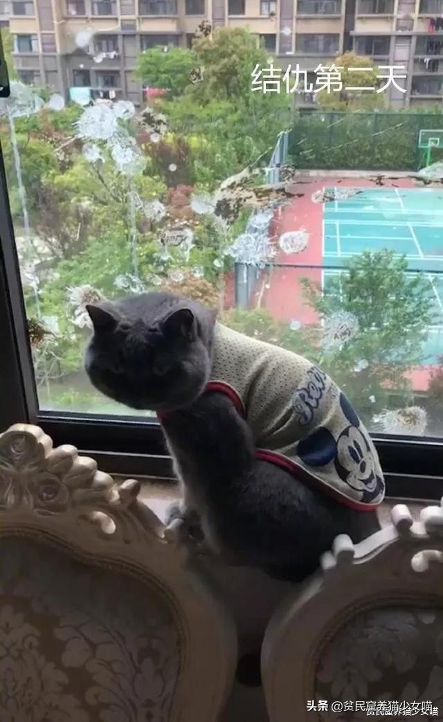 鸟的报复,鸟的报复心有多强