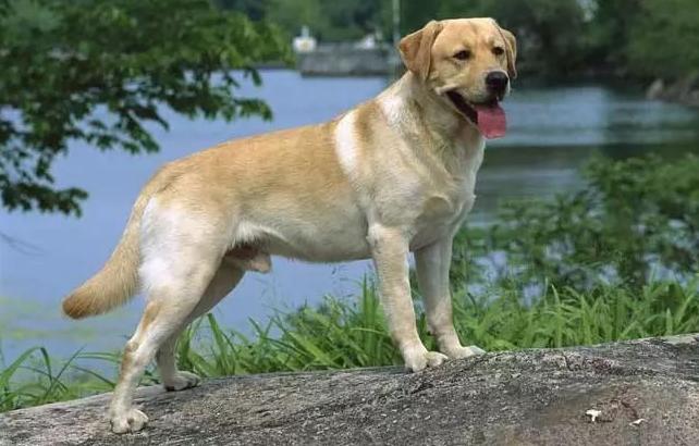 这7种狗公认无攻击性很适合家养,好养又便宜的五种狗有护主会打猎