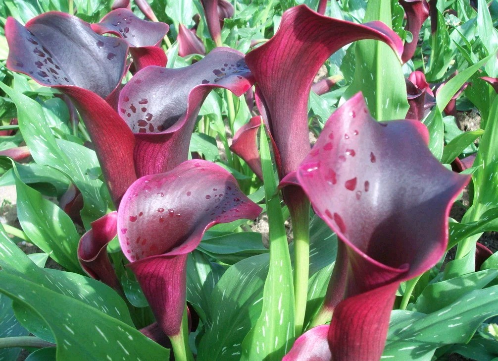 马蹄莲观赏内容,一盆马蹄莲