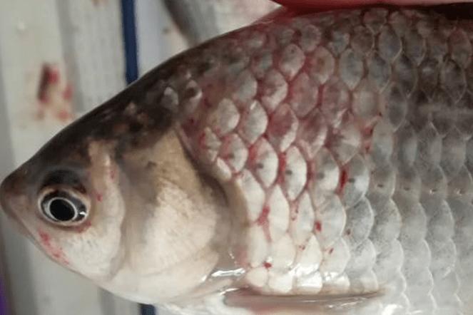 鲫鱼出血型暴发性鱼病,鲫鱼暴发性出血病的治疗