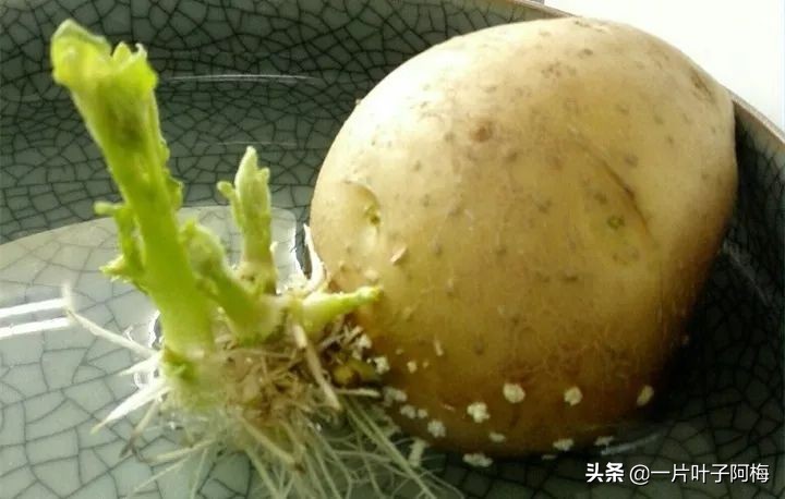 一节山药丢水里，疯狂长藤“冒金豆”，赏叶又吃豆，*管双**齐下