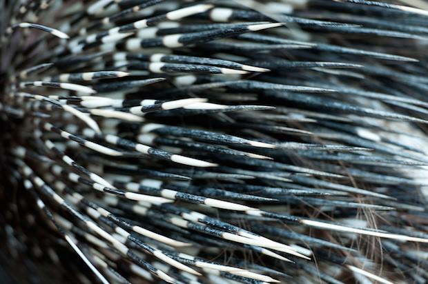 豪猪是不是骗局,豪猪怪和犀牛怪