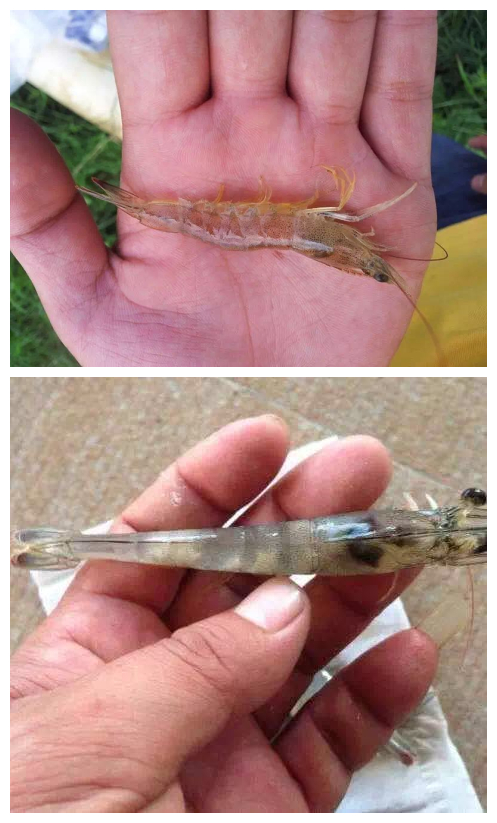 对虾感染孢子虫用什么药治疗好,对虾感染孢子虫麻点多吗