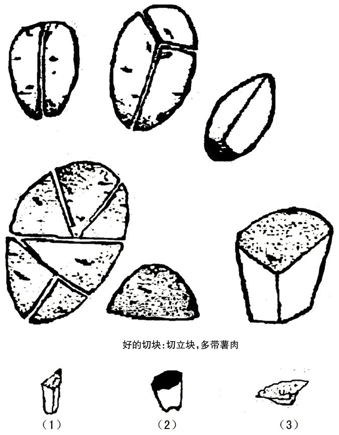 野生马铃薯和栽培马铃薯的比较,马铃薯种植技术与方法