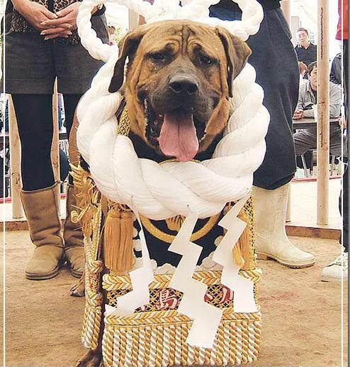 世界各国大型猛犬排名,世界各国猛犬排名