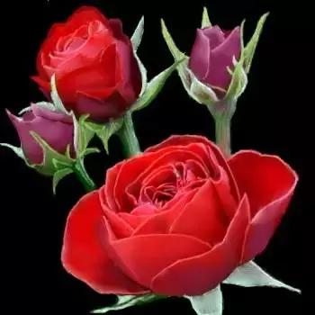 520情人节祝福送上真的太美了,最新的520情人节