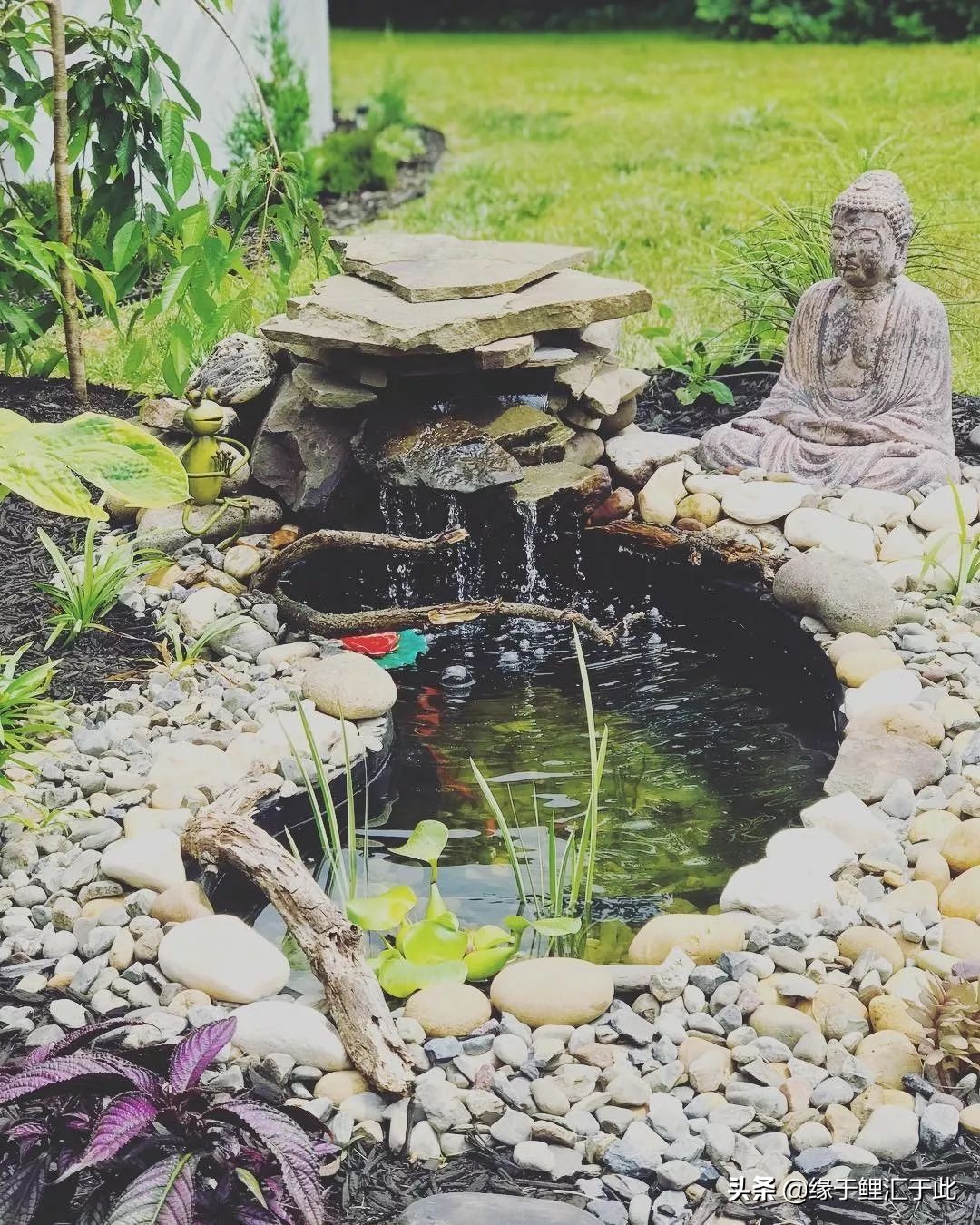 锦鲤鱼与风水的关系图,风水锦鲤鱼养什么颜色