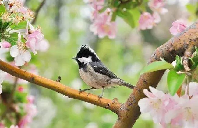 最适合赏花的花,视觉盛宴五种赏花名花供您选择