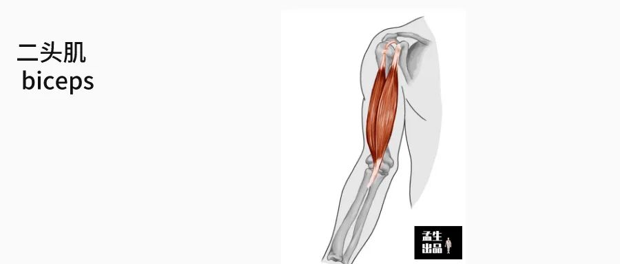 肩关节与肩胛骨的结构图,肩胛骨深层肌肉解剖图