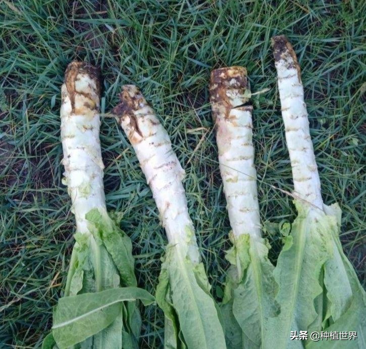 莴笋根部裂口是什么原因引起的,莴笋裂口用什么农药治疗最好