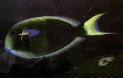 十大最好看的观赏鱼图片大全,十种最漂亮的观赏鱼图片