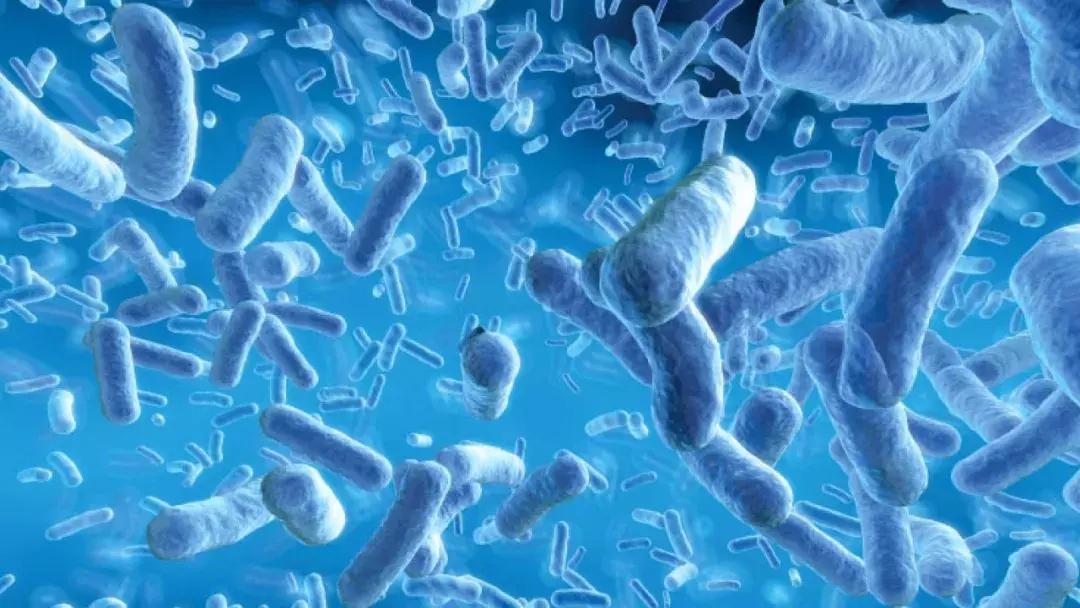 微生物脑肠轴介绍,微生物肠脑轴关系图