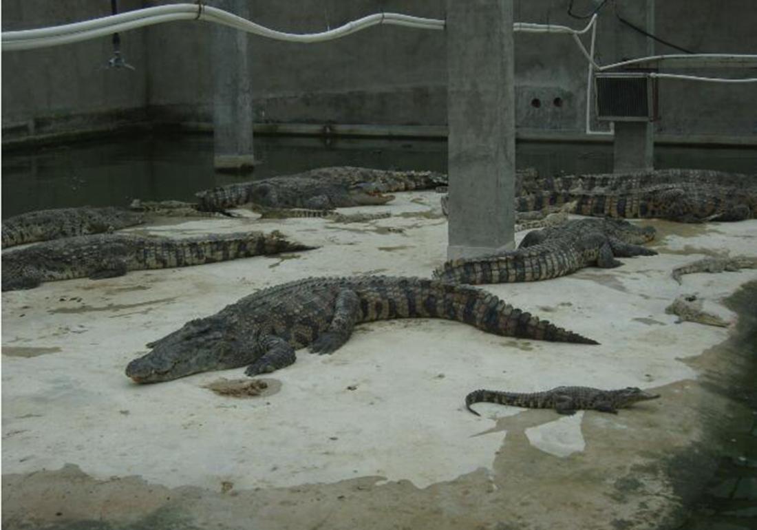 鳄类养殖技术,鳄龟养殖注意事项视频大全