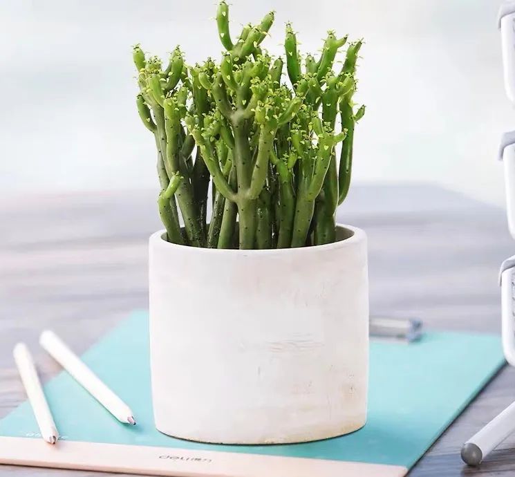 家里种光棍树多肉好不好,光棍树适合室内养殖吗