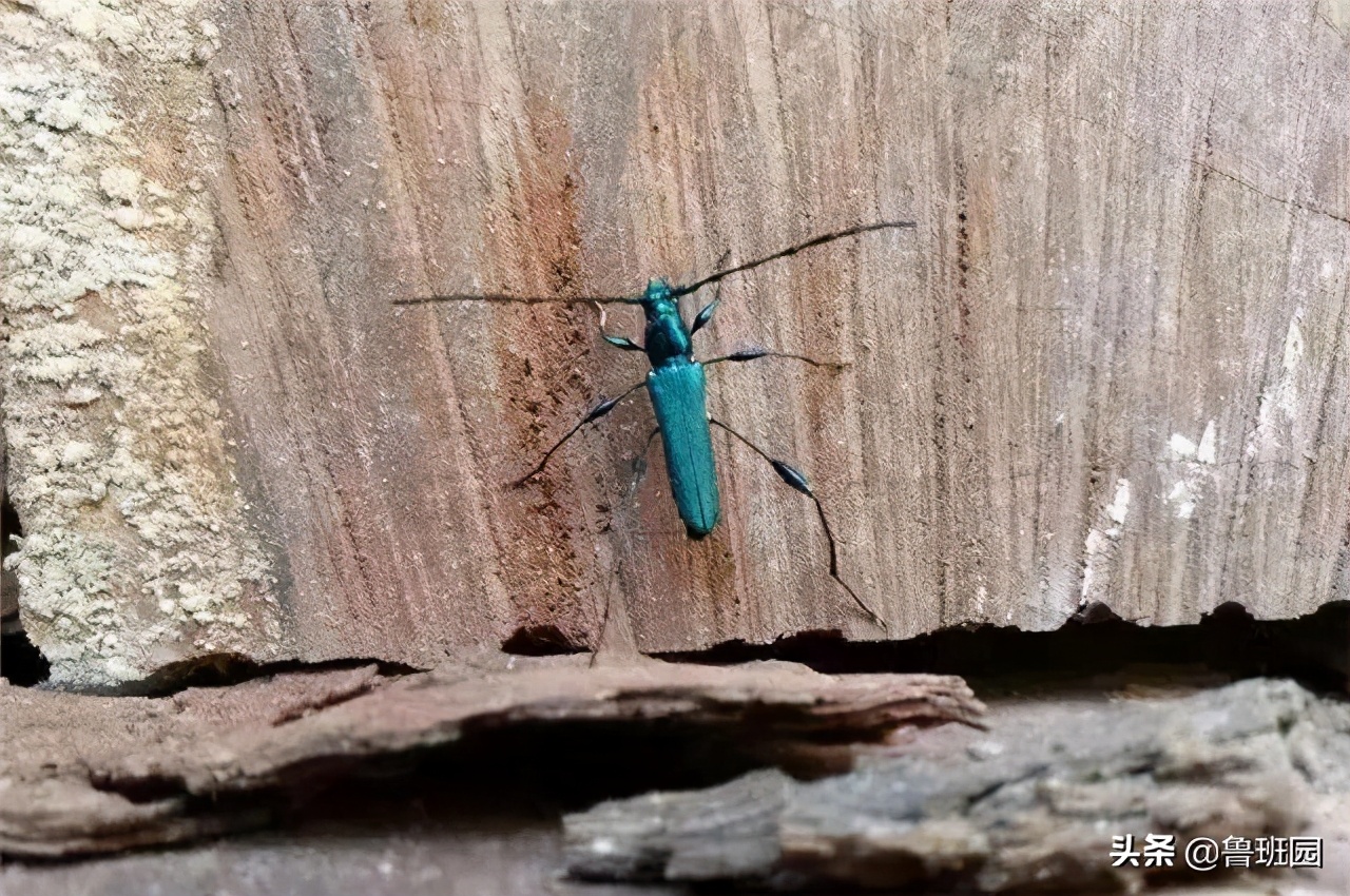 用溴甲烷熏蒸地多长时间效果最佳,溴甲烷熏蒸什么时候取消