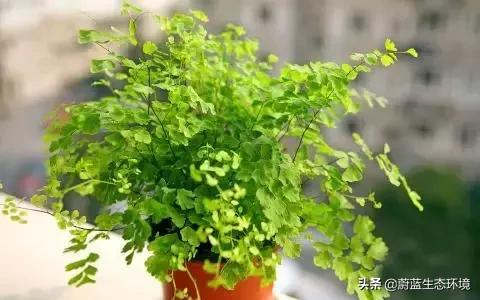 除甲醛的绿植有哪些比较好养,除甲醛最好的绿植都有啥