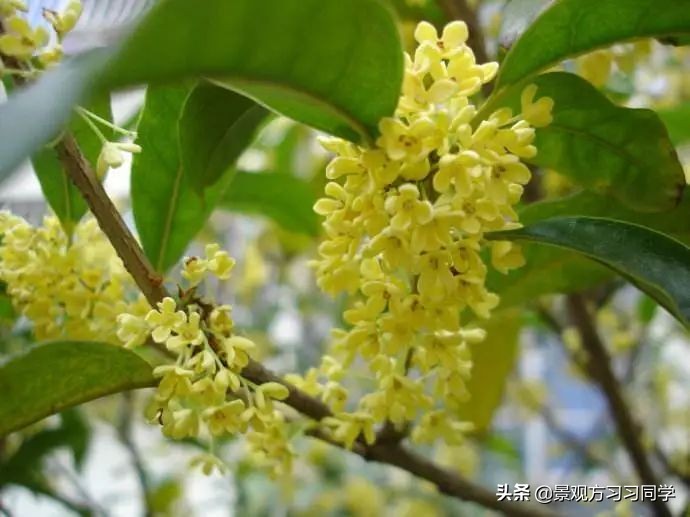 农村庭院花园效果图大全现代简约,花园设计效果图庭院180平方米